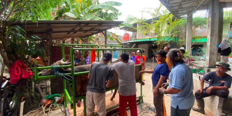 Tebar Kebahagiaan Iduladha, PC LDII Balikpapan Timur Salurkan Kurban 20 Sapi dan 5 Kambing